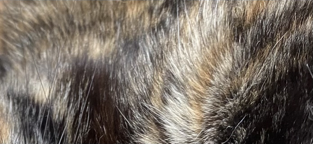 Carmella's fur