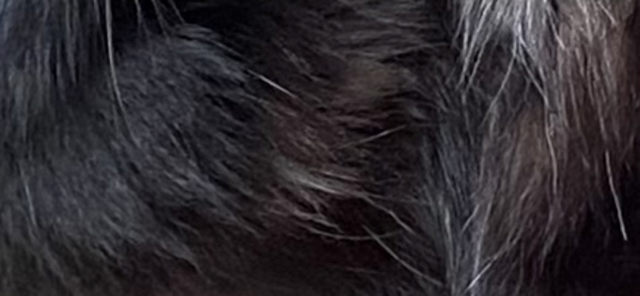 Kikuchiyo's fur