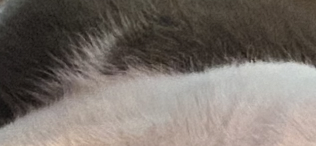 Brett's fur