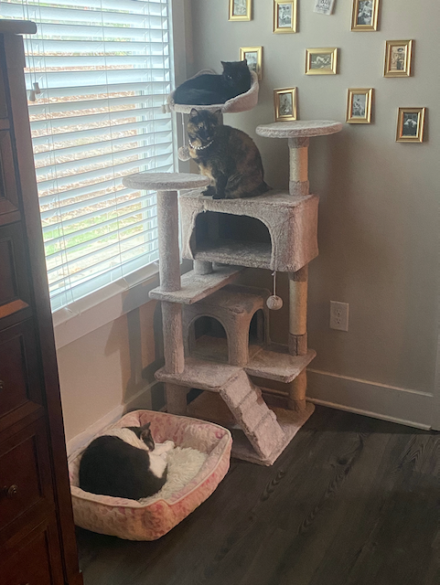 Cat photo 1