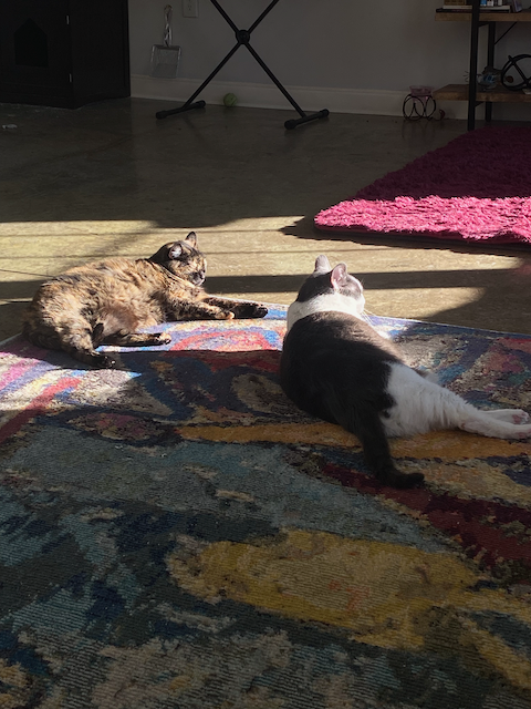 Cat photo 10