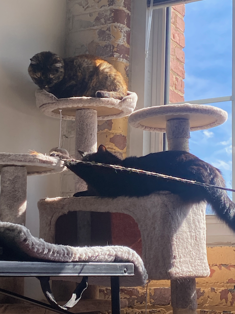 Cat photo 11