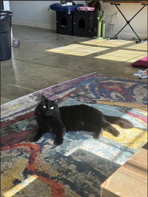 Cat photo 12
