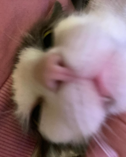 Cat photo 2
