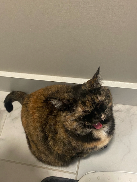 Cat photo 3