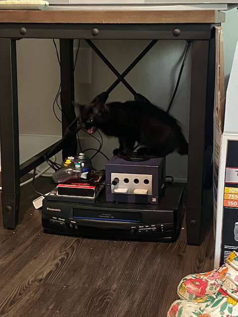 Cat photo 4