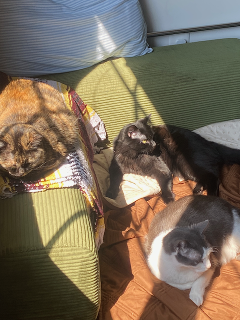 Cat photo 5