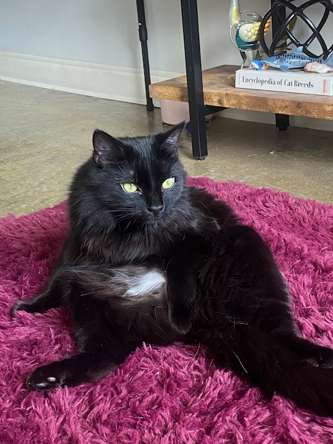 Cat photo 6