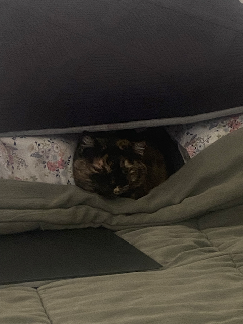 Cat photo 7