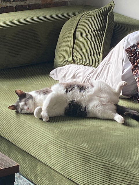 Cat photo 8