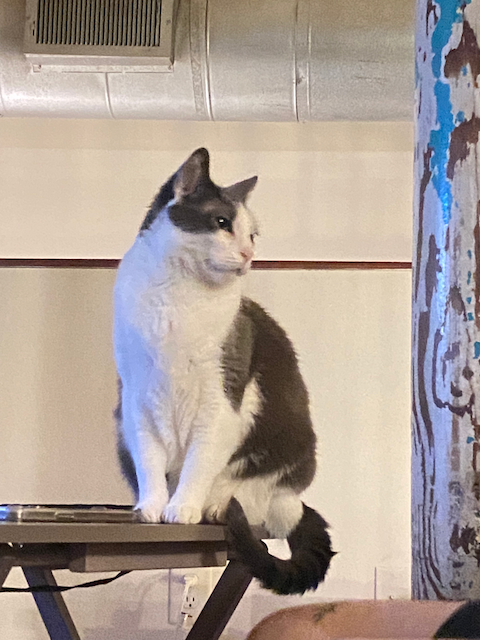 Cat photo 9