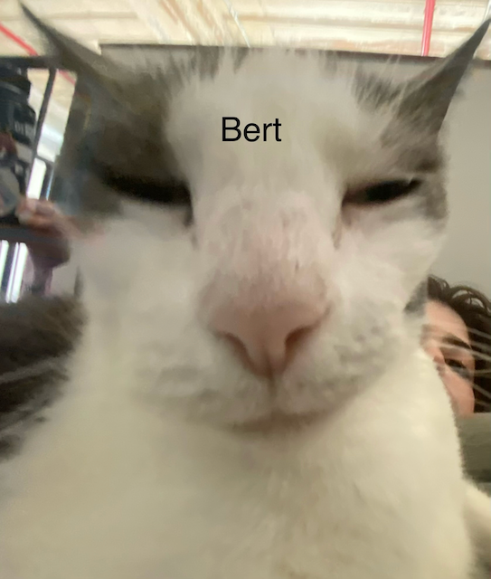 Silly Photo 33